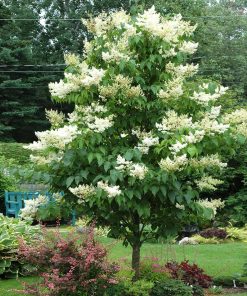 Lilac, Ivory Silk Japanese Tree