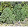 Juniper, Rocky Mountain