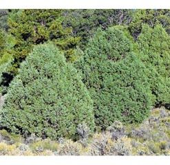 Juniper, Rocky Mountain
