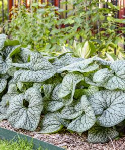 Brunnera "Jack of Diamonds'