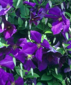 Clematis, Jackman (Purple)