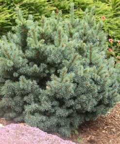 Spruce, Jasper Engelmann