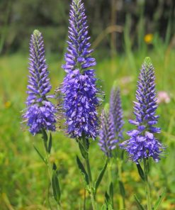 Spike Speedwell, Jocal