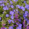 Cranesbill, Johnson's Blue (Clear Blue 15-18'x24") Zone 4
