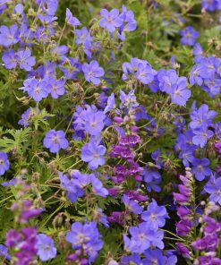 Cranesbill, Johnson's Blue (Clear Blue 15-18'x24") Zone 4