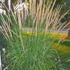 Grass, Karl Foerster Feather Reed Grass