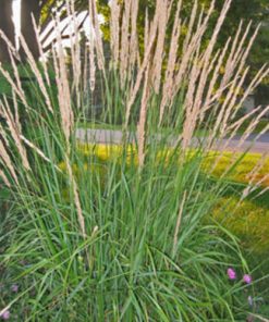 Grass, Karl Foerster Feather Reed Grass