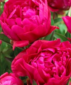 Peony, Karl Rosenfield