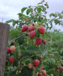 Raspberry, Kokanee