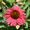 Echinacea, Vintage Watermelon