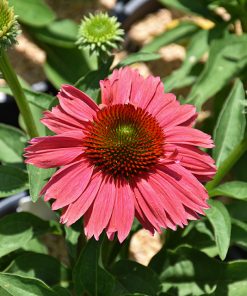 Echinacea, Vintage Watermelon