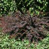Barberry, Lava Nugget
