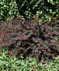 Barberry, Lava Nugget