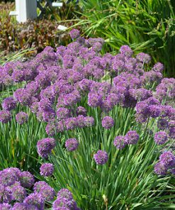 Ornamental onion, Lavender Bubbles