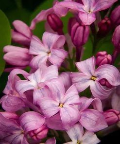 Lilac, Lavender Lady