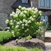 Hydrangea Tree, Limelight