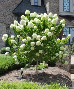 Hydrangea Tree, Limelight