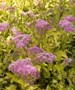 Spirea, Limemound