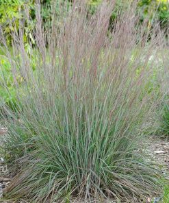Grass, Little Bluestem, Standing Ovation