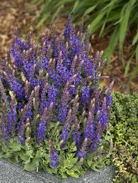 Salvia, Little Night