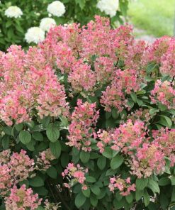 Hydrangea, Little Quick Fire