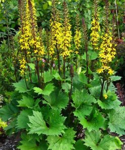 Ragwort, Little Rocket (18-24")