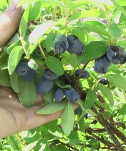 Honeyberry, Borealis