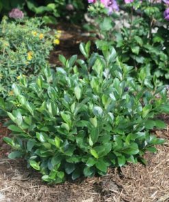 Chokeberry, Lowscape Mound