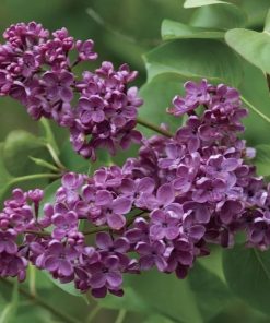 Lilac, Ludwig Spaeth (Red-Purple)