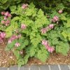 Bleeding Heart, Luxuriant Everblooming Fern-Leaved
