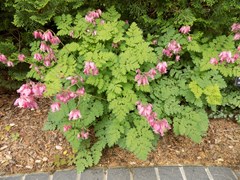 Bleeding Heart, Luxuriant Everblooming Fern-Leaved