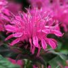 Bee Balm, Balmy Rose