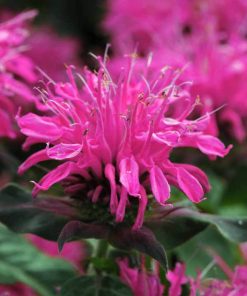 Bee Balm, Balmy Rose