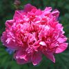 Peony, Madame Emile Debatene