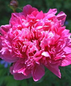 Peony, Madame Emile Debatene