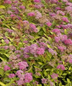 Spirea, Magic Carpet
