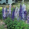 Delphinium, Magic Fountains Mix (24-30")