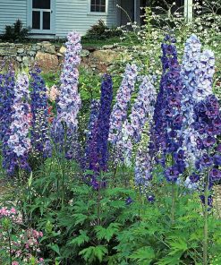 Delphinium, Magic Fountains Mix (24-30")