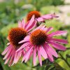 Coneflower, Magnus (Rosy Purple) 24-36" Tall/Zone 3