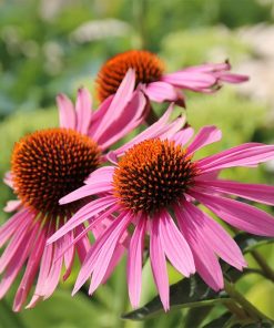 Coneflower, Magnus (Rosy Purple) 24-36" Tall/Zone 3