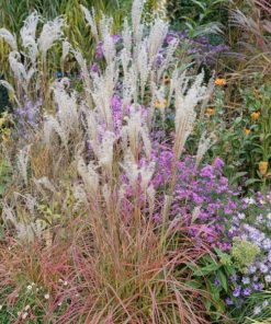 Grass, Maiden, Little Miss