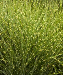Grass, Maiden, Porcupine