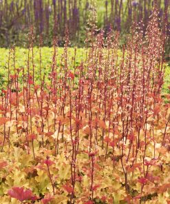 Coral Bells, Marmalade (Peach & Honey) 10-16"