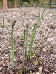 Asparagus, Mary Washington-Male/Female Mix