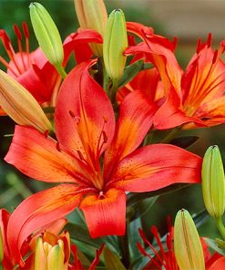 Lily, Asiatic, Matrix (Red/Orange)