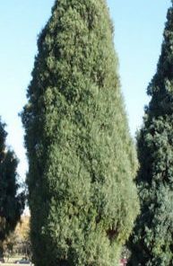 Juniper, Medora
