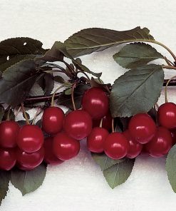 Cherry, Meteor Standard