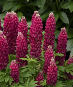 Lupine, Mini Gallery Red