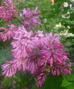 Lilac, Miss Canada (Pink)