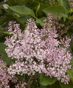 Lilac, Miss Kim
